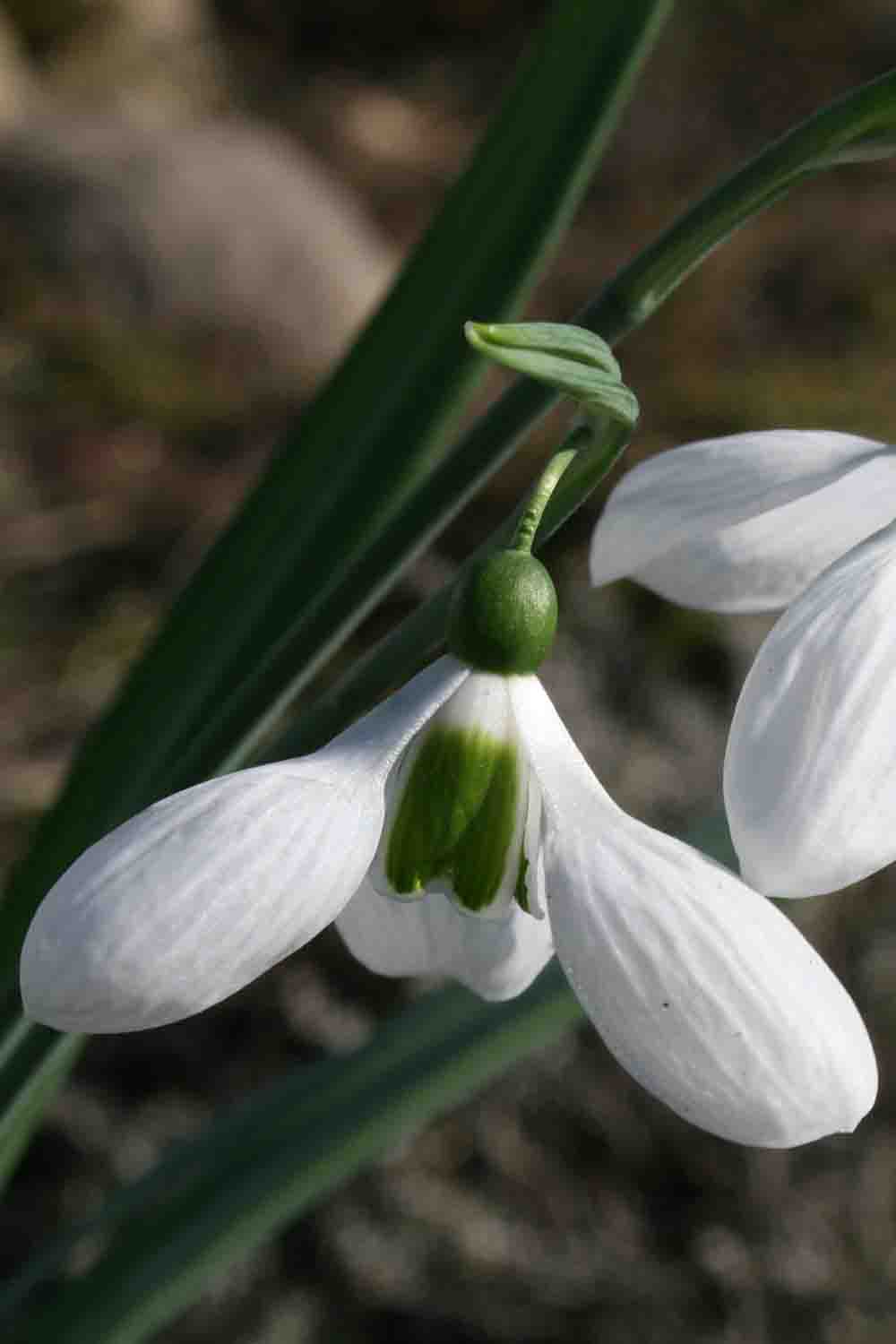 Galanthus ' Melanie Broughton '