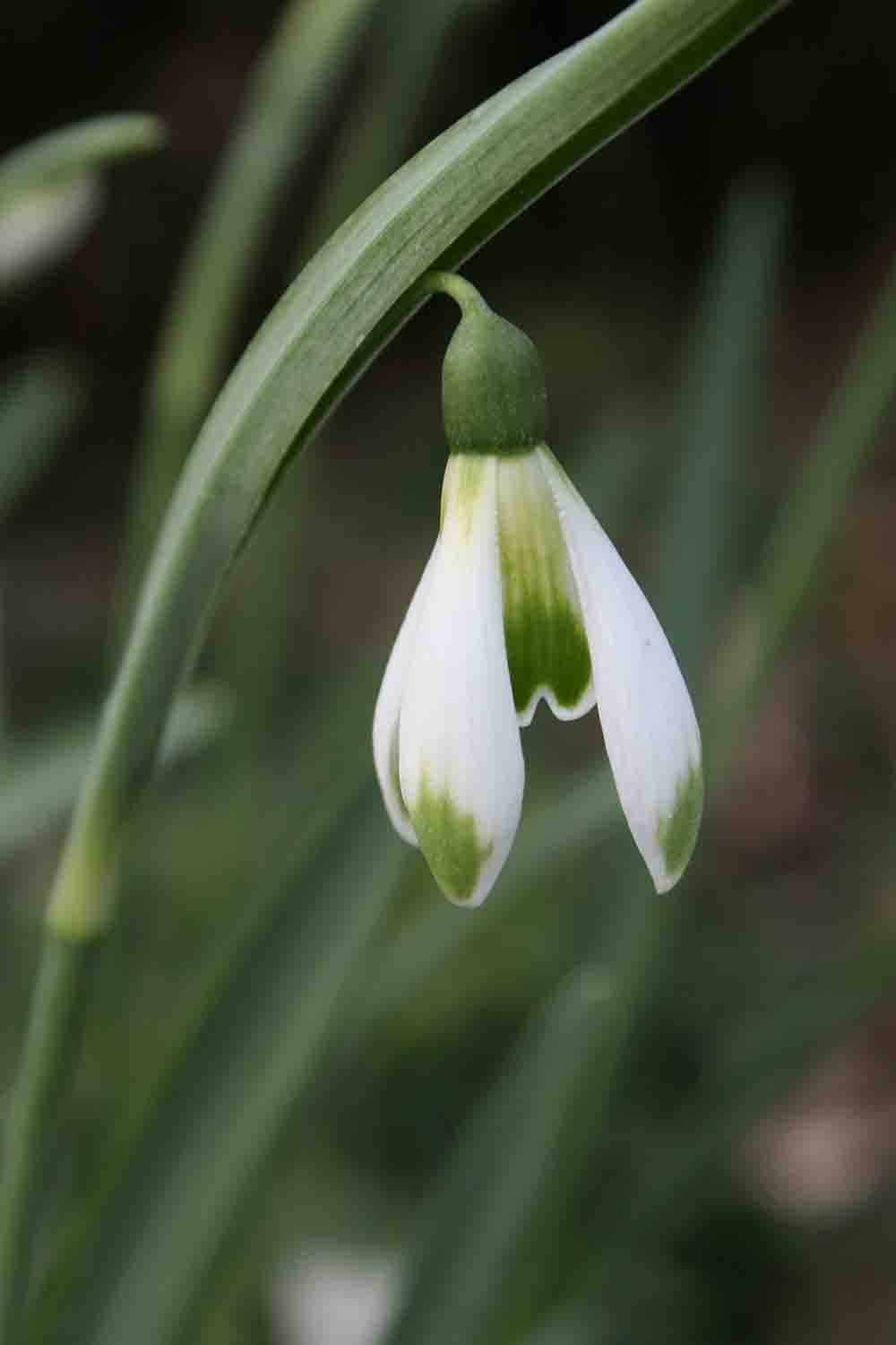 Galanthus ' Modern Art '