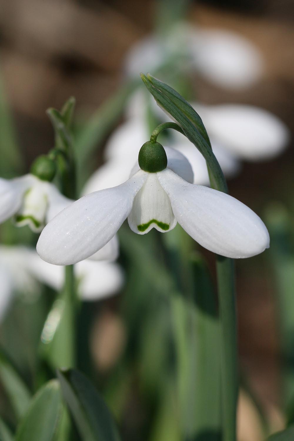 Galanthus plicatus ' Mothering Sunday '