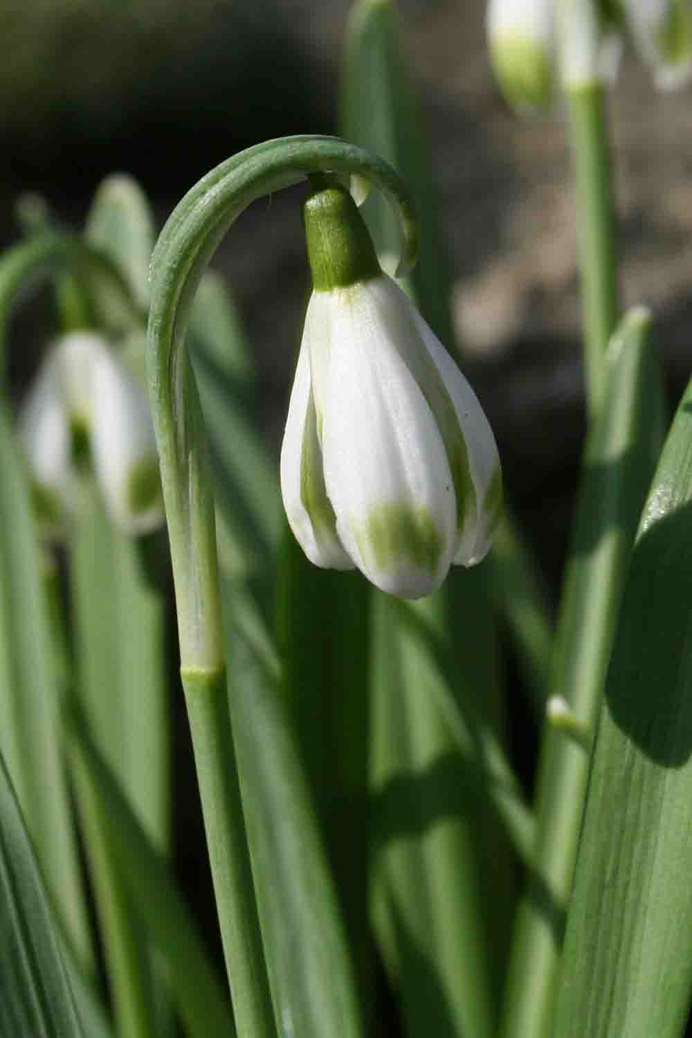 Galanthus nivalis ' Elfin '
