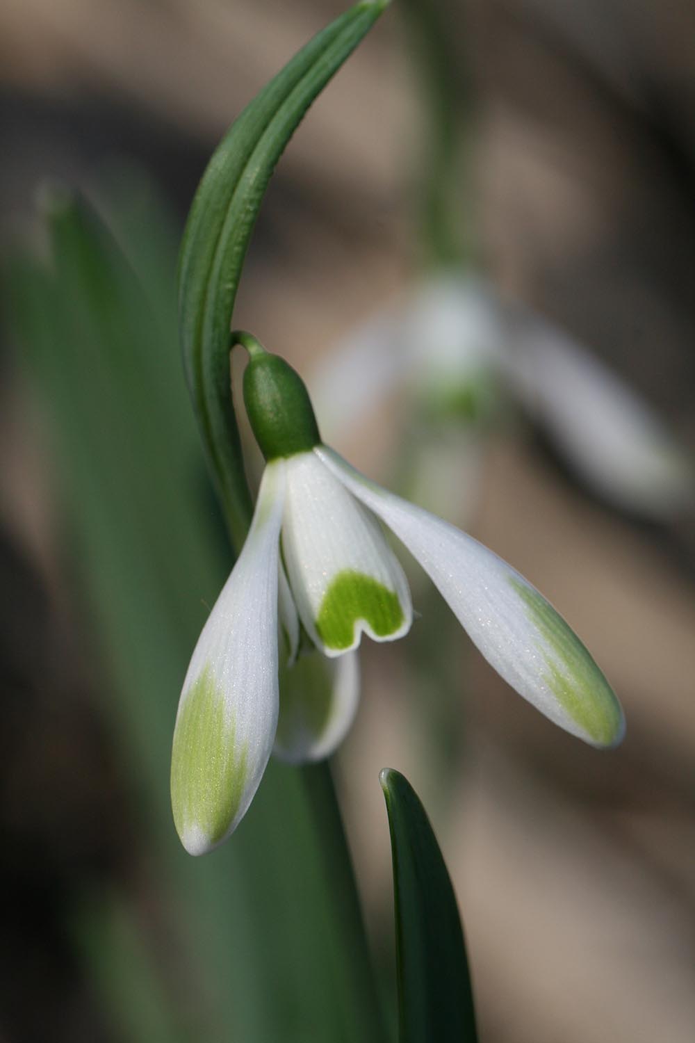 Galanthus nivalis ' Jade '