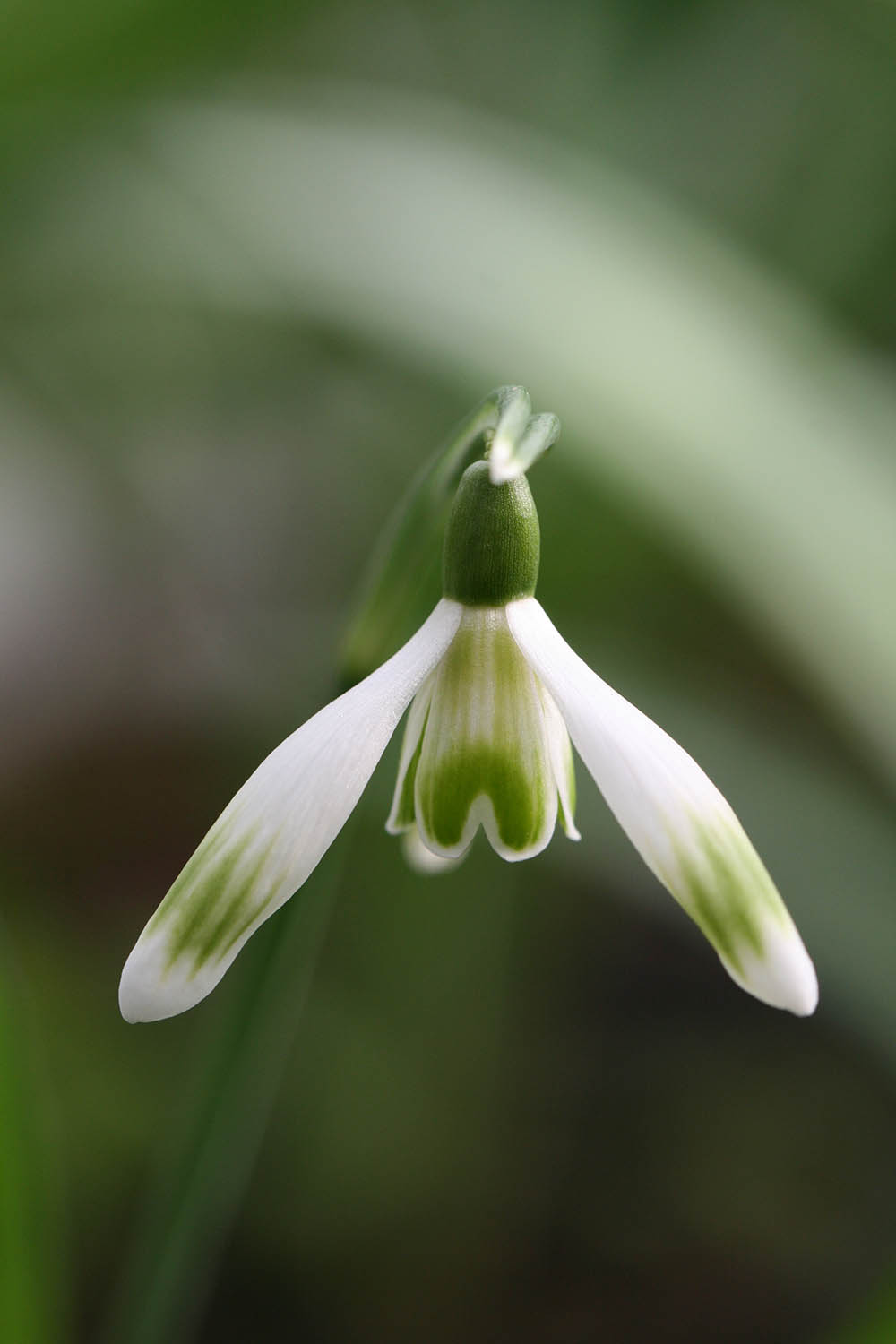 Galanthus nivalis ' Prague Spring '