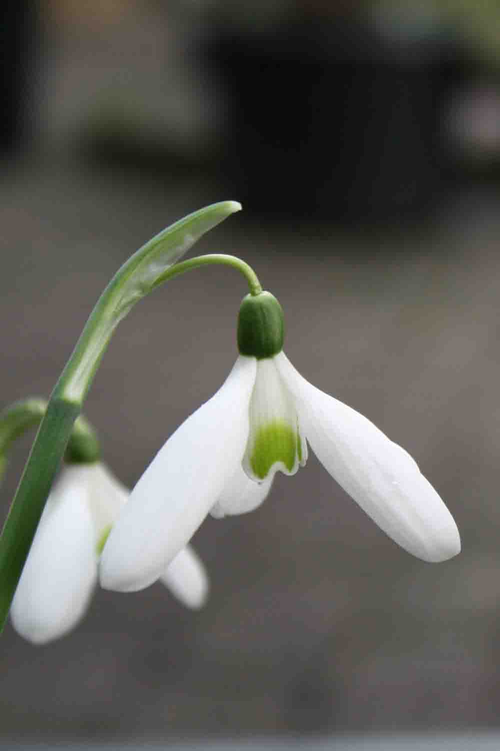 Galanthus peshmenii