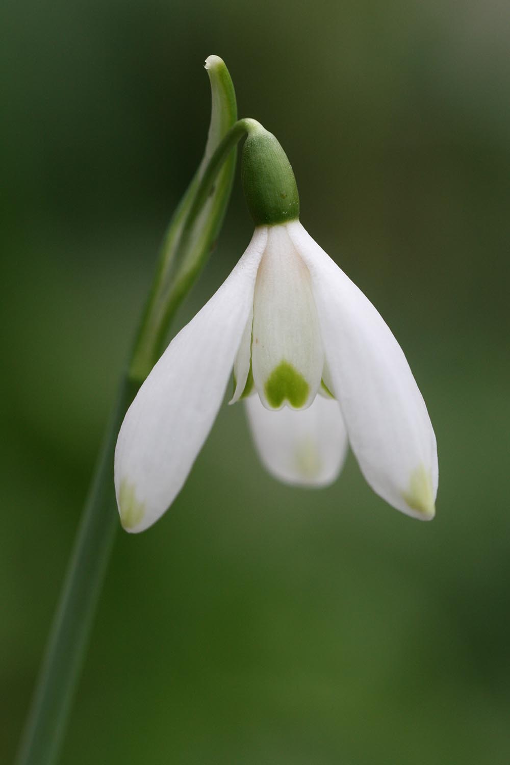 Galanthus peshmenii ' Green Flight '