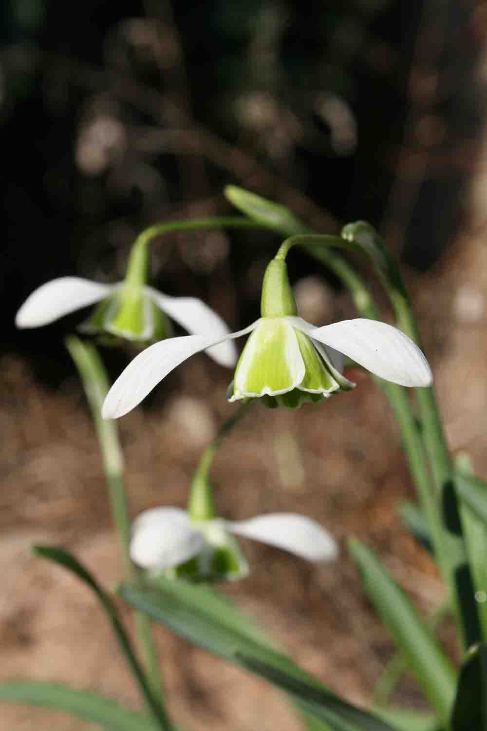 Galanthus plicatus ' Baylham '