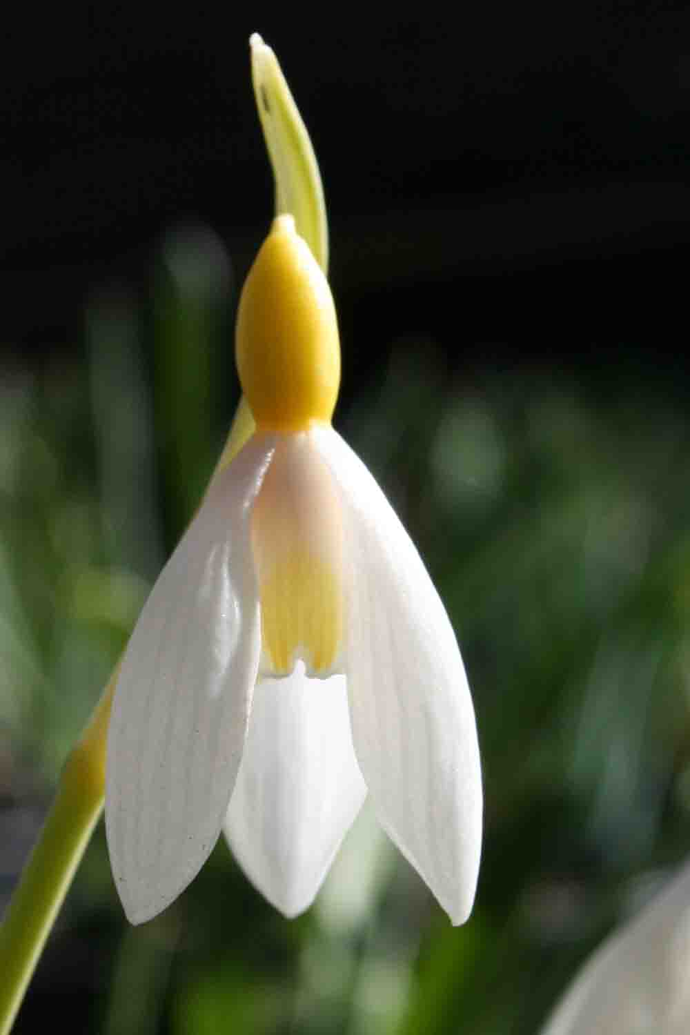 Galanthus plicatus ' Bill Clark '