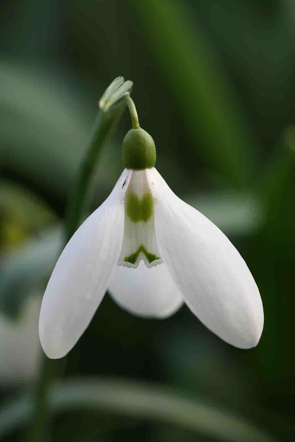 Galanthus plicatus ' Patricia Ann '