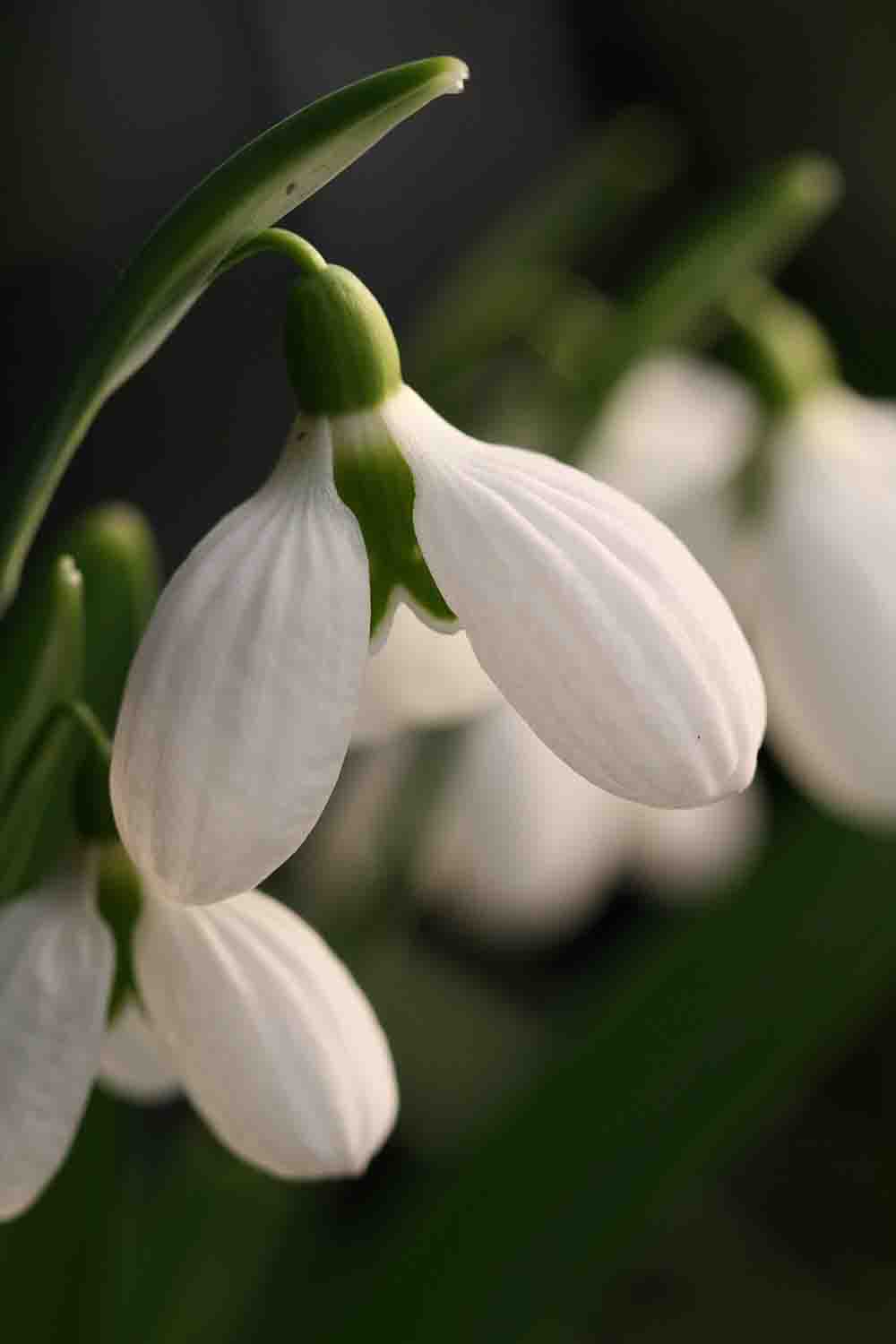Galanthus plicatus ' Three Ships '