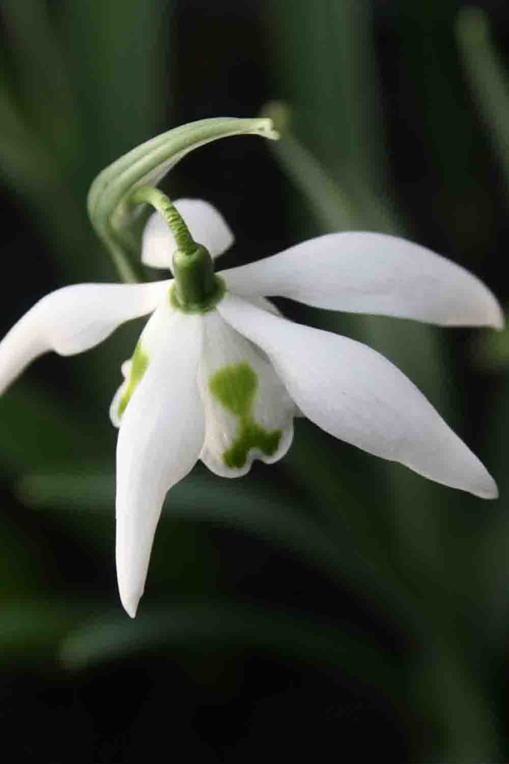 Galanthus ' Richard Ayres '