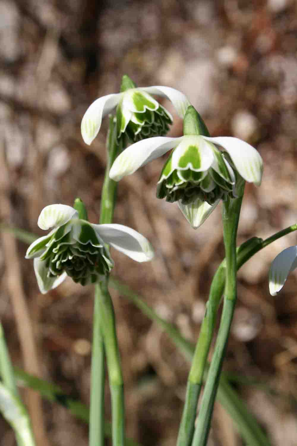 Galanthus ' Rodmarton '
