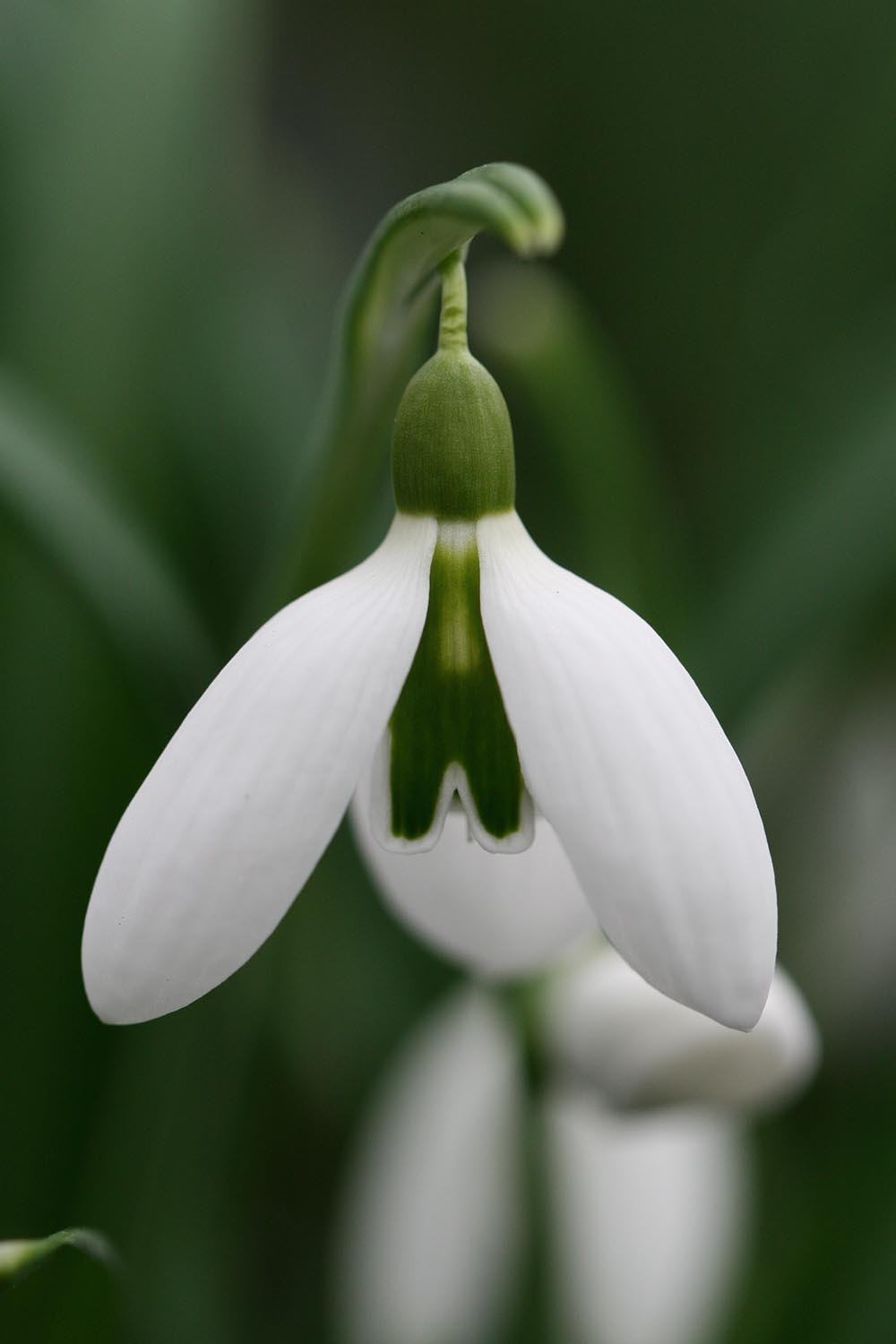 Galanthus ' Ruth Maclaren '