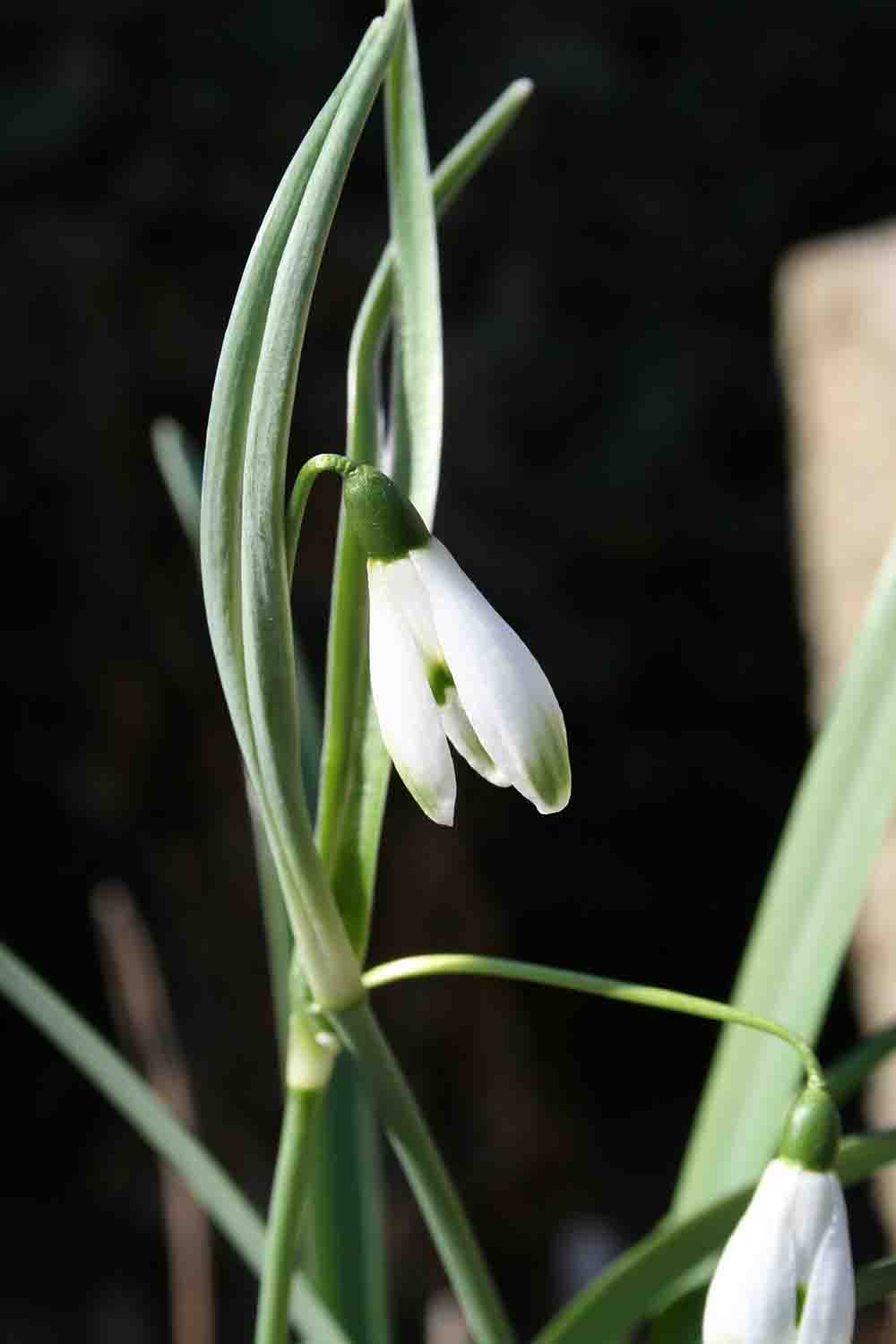 Galanthus nivalis ' Scharlockii '