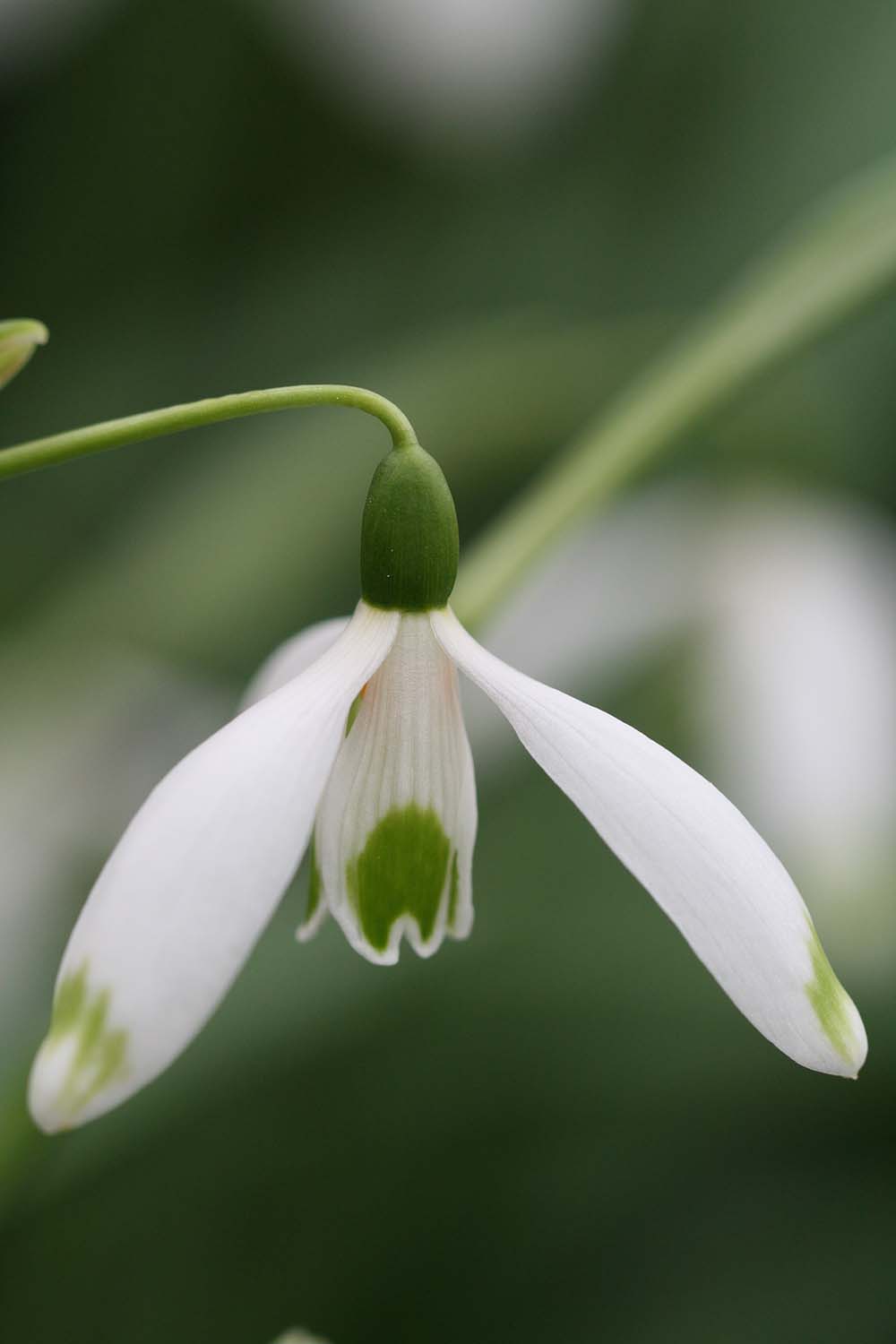 Galanthus ' Sir Henry BC '