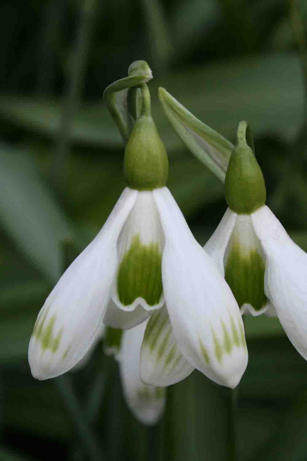 Galanthus ' Sprite '