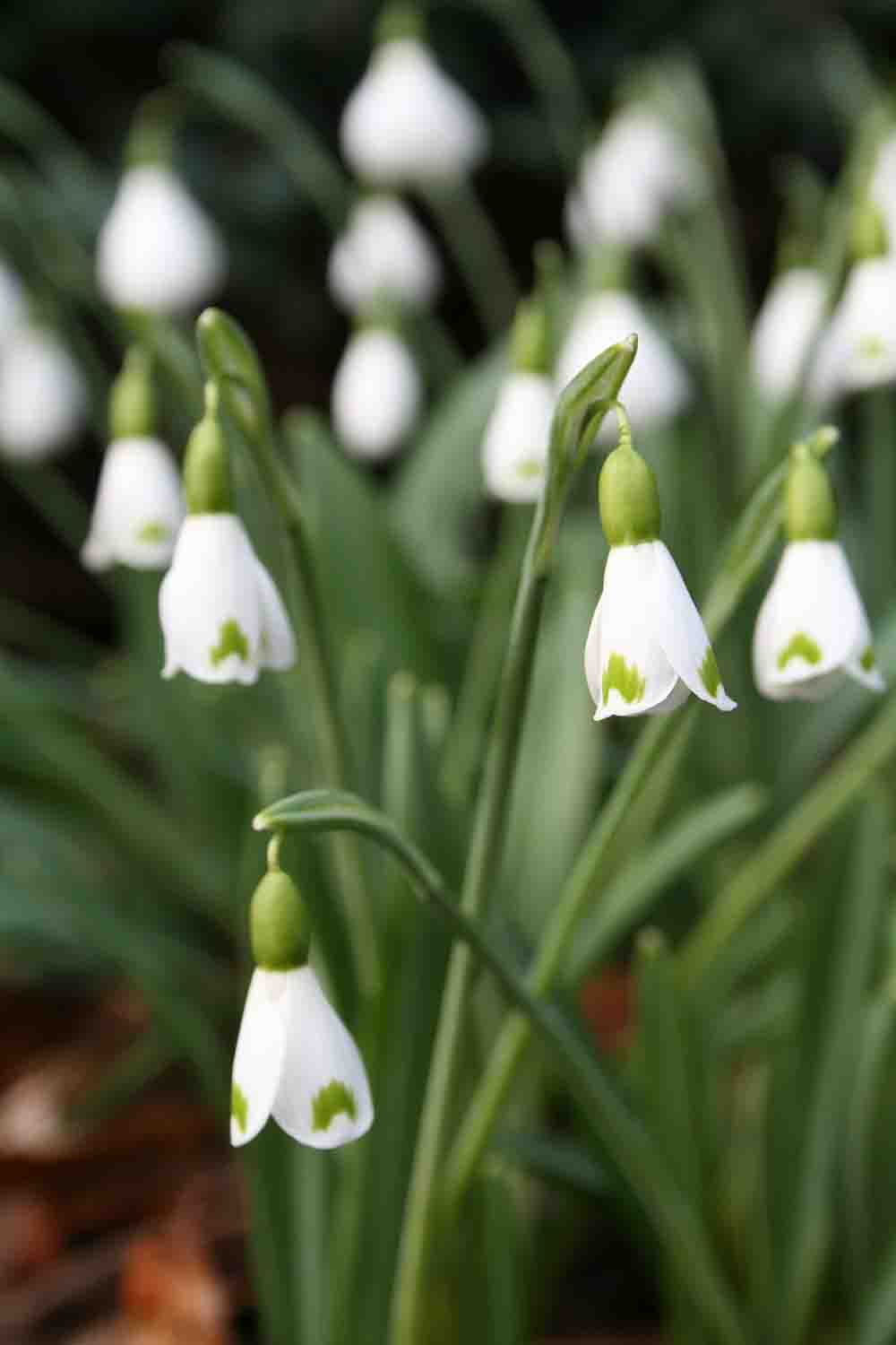 Galanthus plicatus ' Trymlet '