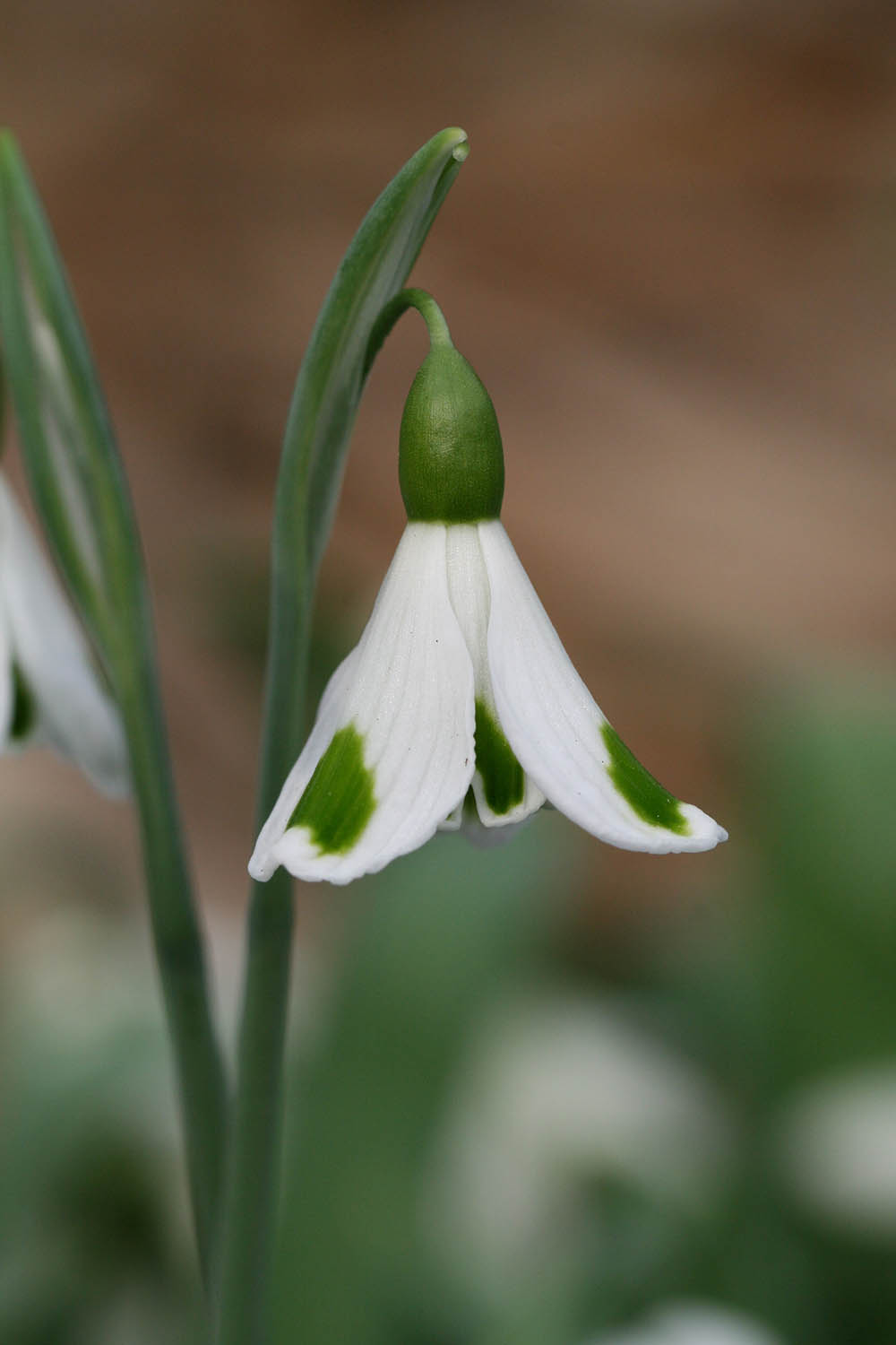 Galanthus plicatus ' Trympostor '