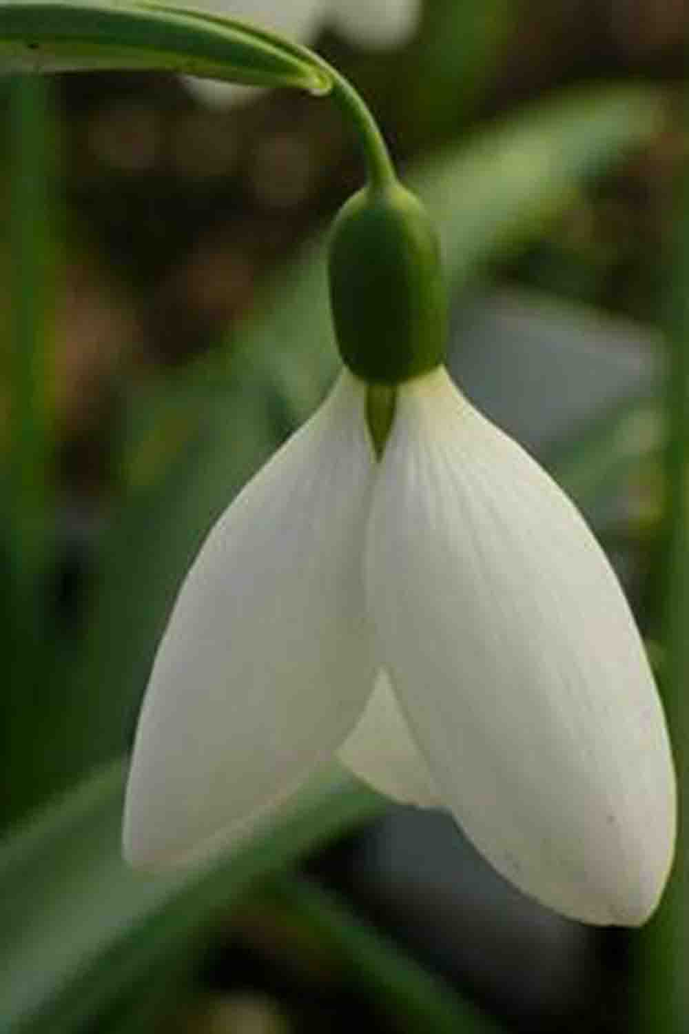 Galanthus plicatus ' Percy Picton '