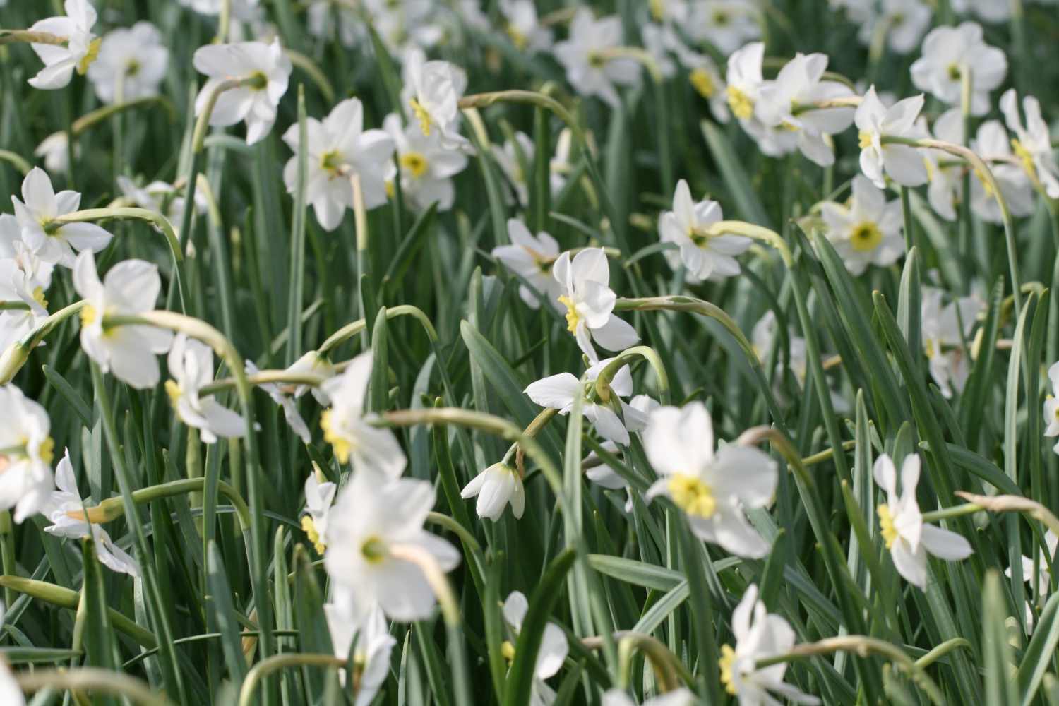 Narcissus 'Segovia'