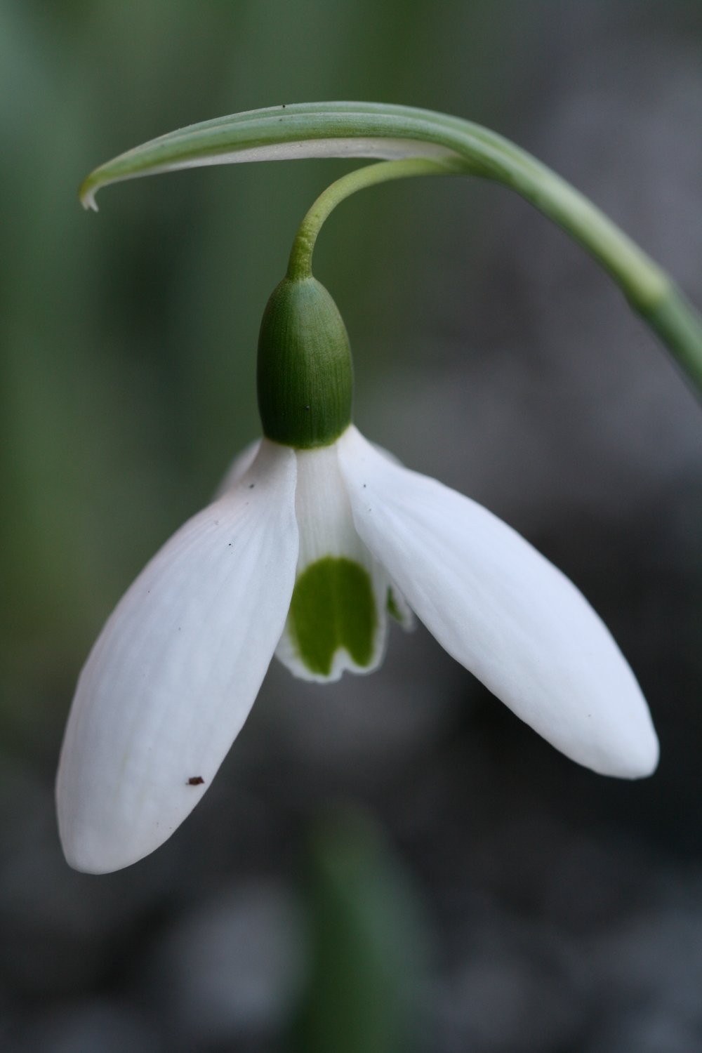 Galanthus 'Meteor'