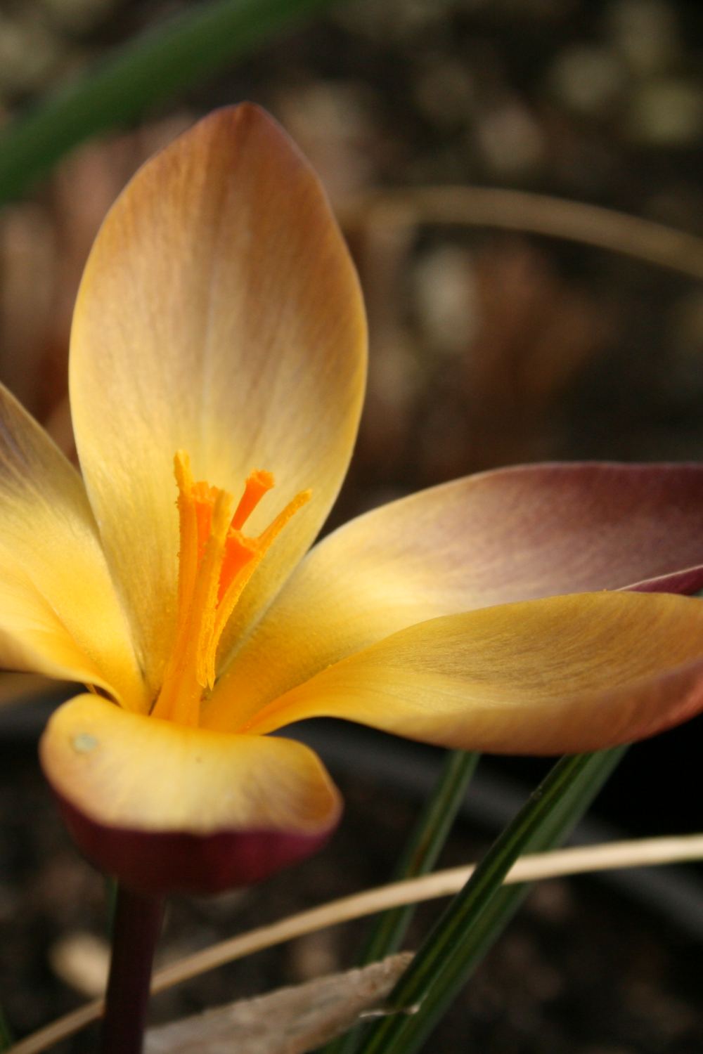 Crocus paulinae