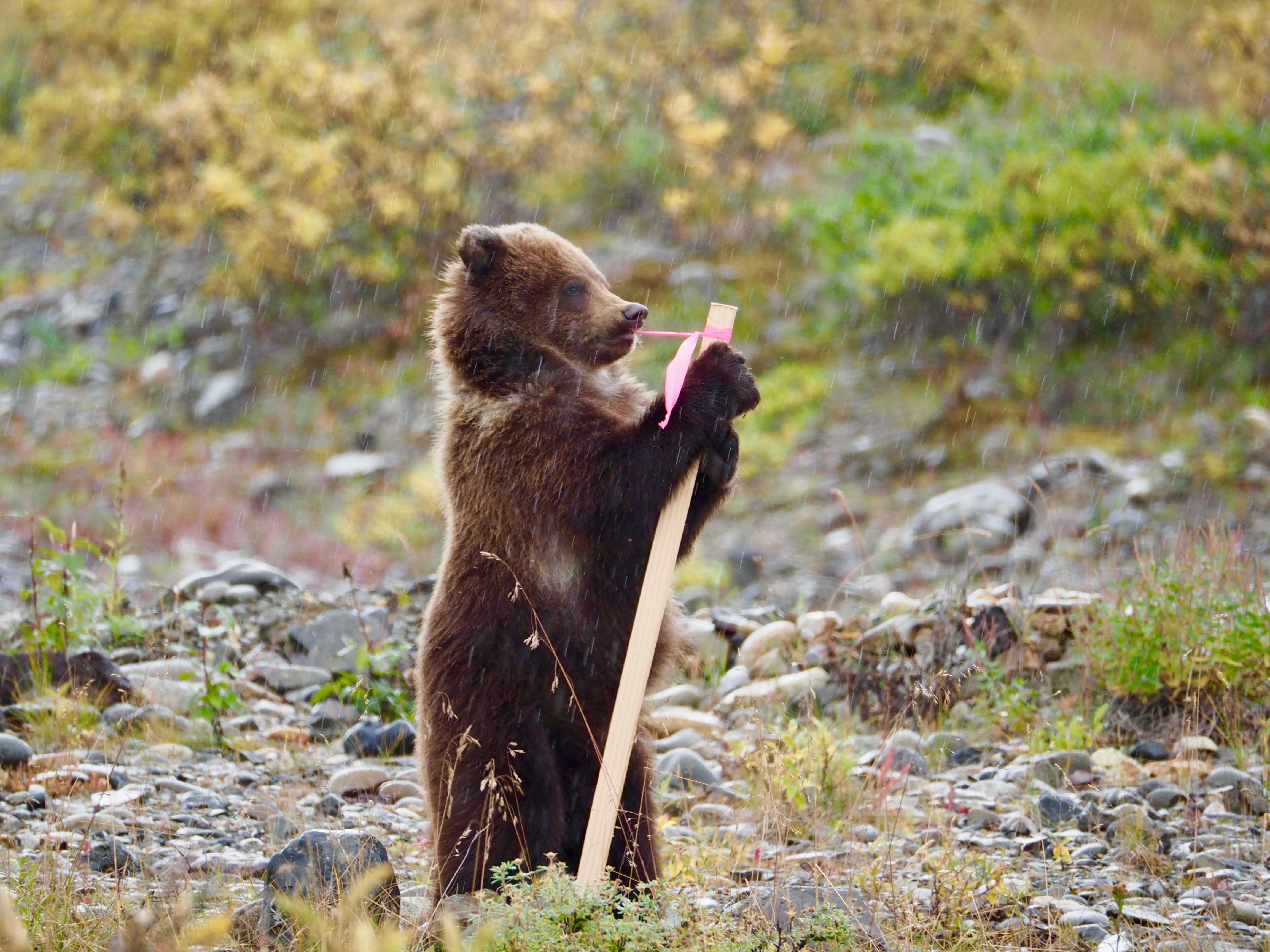 Denali National Park