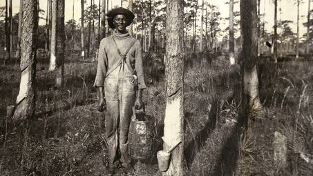 A historical photograph of a man standing in a forest, wearing a hat and overalls, holding a bucket. He is surrounded by tall trees and visible sap markings on the bark.