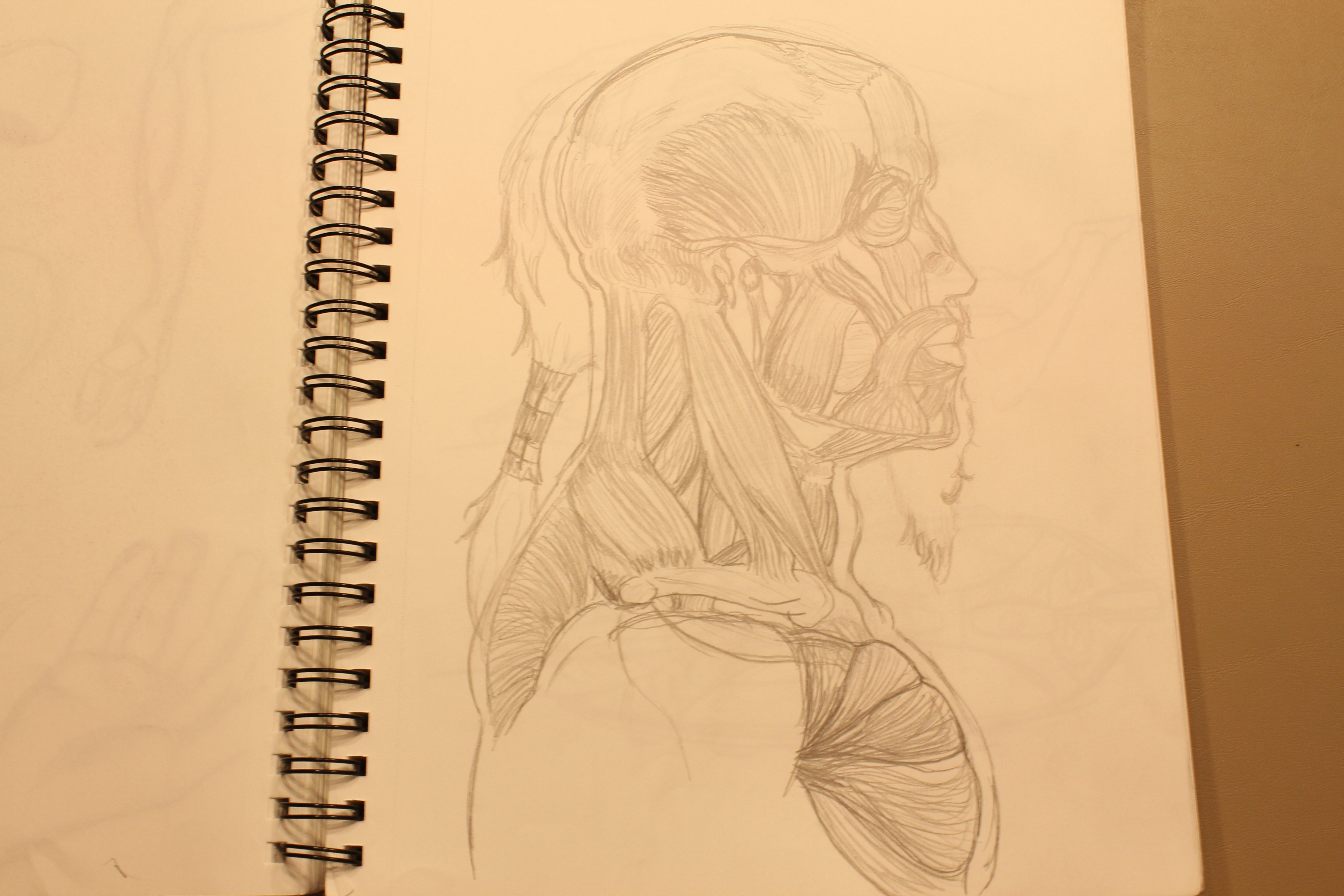 Human Upper Torso Muscular Study 1