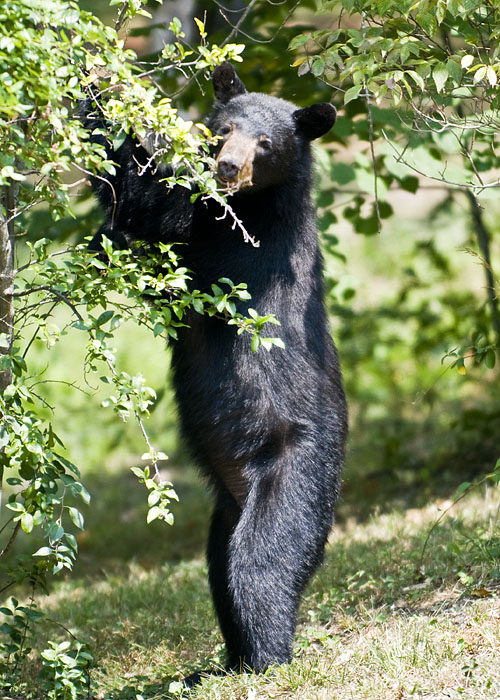 World of watches features discount timepieces up to 90 percent off in the latest styles along with classic designs for men and women from . Black Bear Sighting