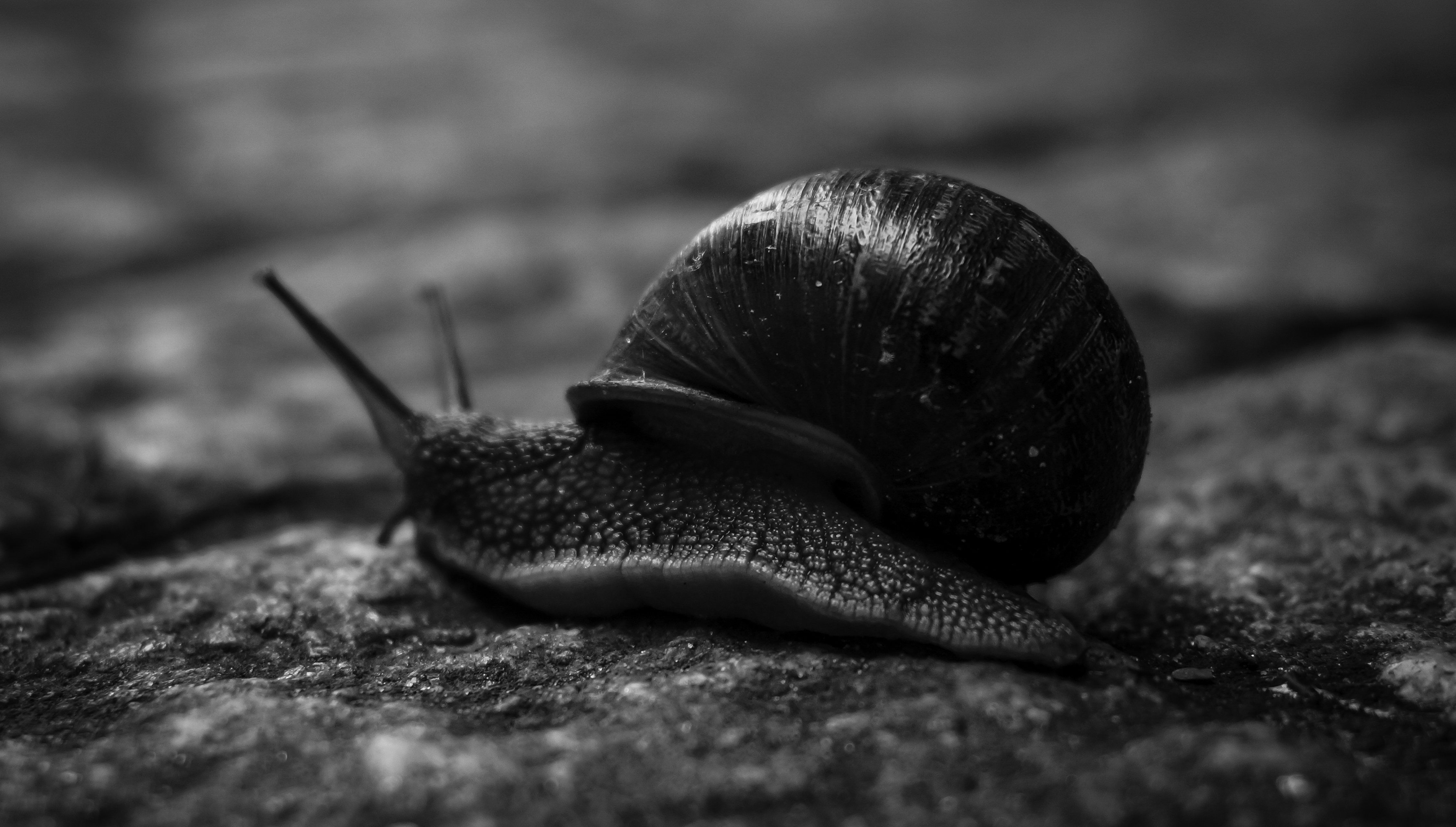 snail in the rain on Hertsbergestraat, Bruges