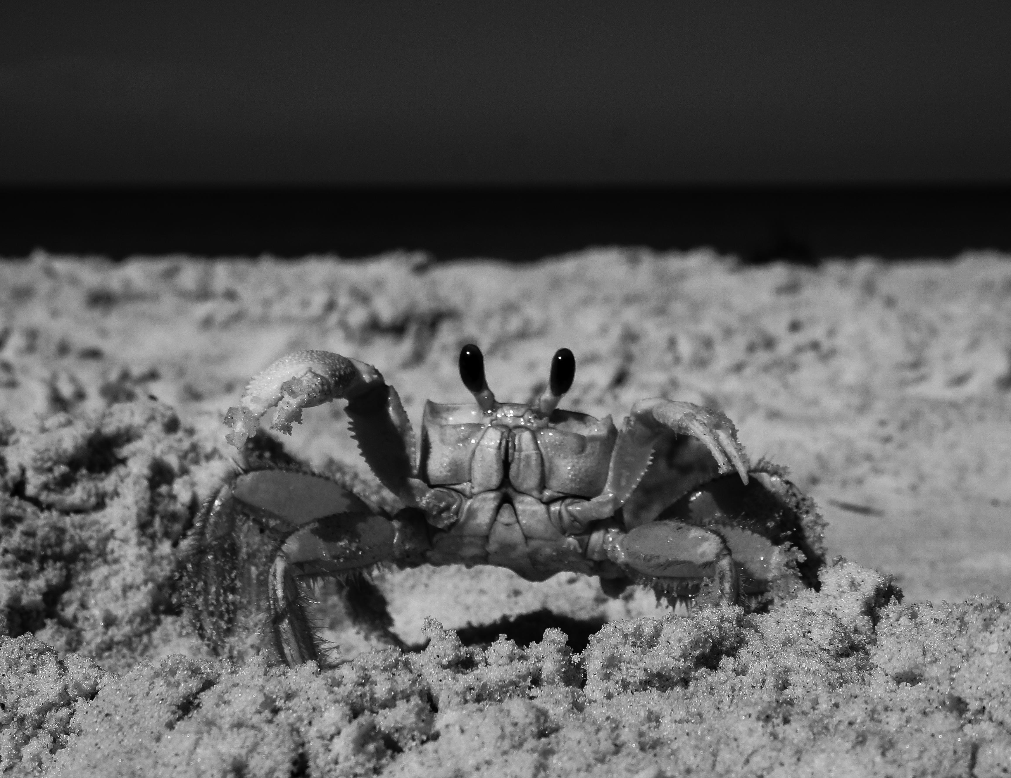 crab on the beach in Siesta Key
