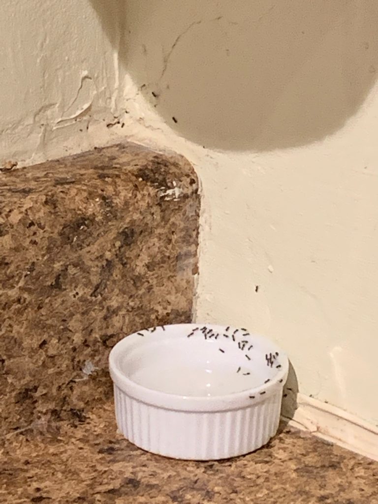 Stage three of ant poison after placed