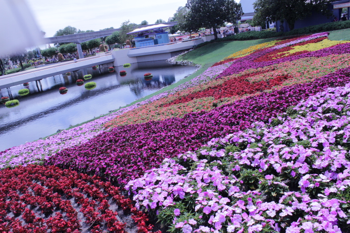 Disney World