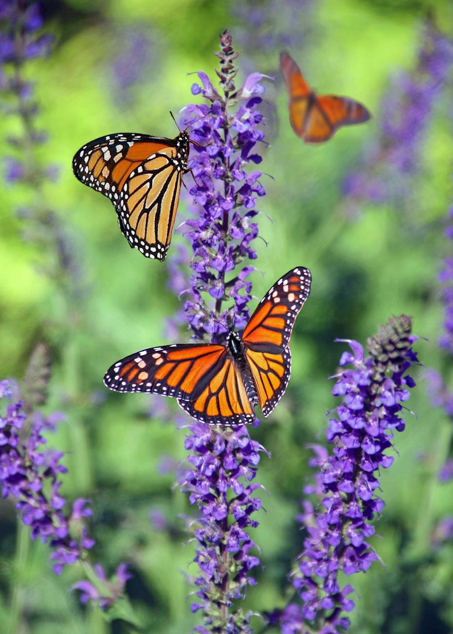 Butterflies
