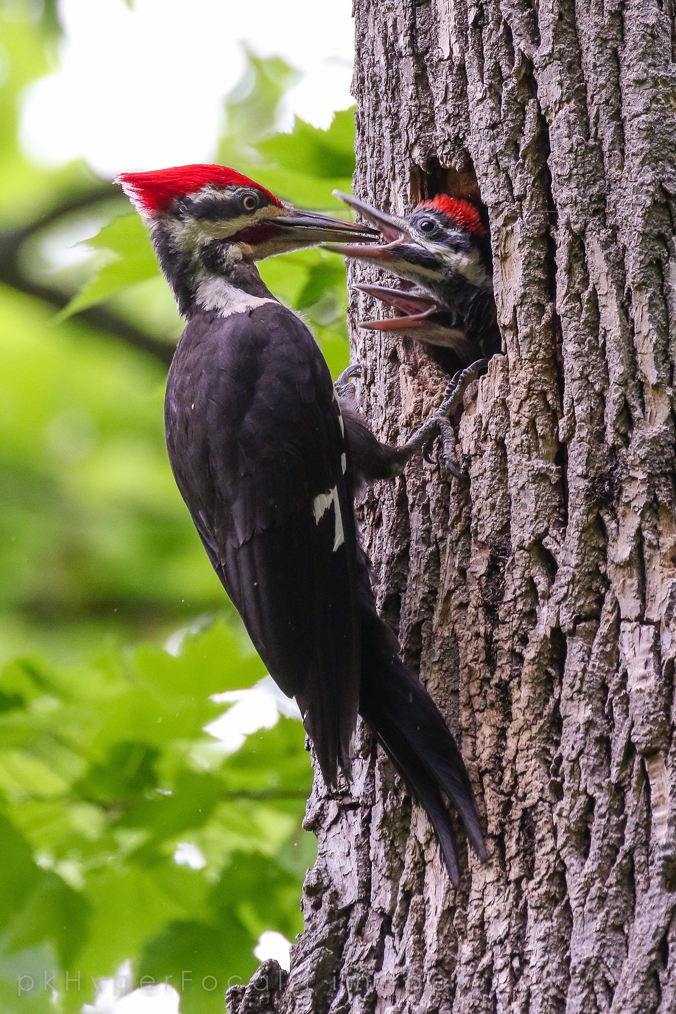 Red Mohawk: At Home with Michigans Pileated Woodpecker | Michigan in  Pictures