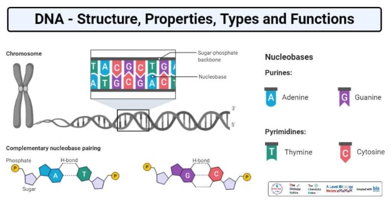 Structure Properties Types Forms And Functions Of Dna Cell - Landscape Picture Collection - 4K Quality
