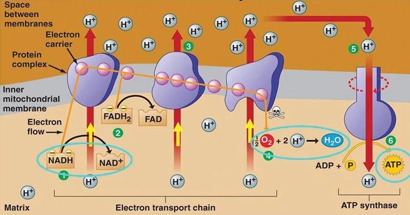 Oxidative Phosphorylation Biology Article Khan Academy What are the major steps in ATP synthesis and where do they take place.