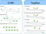 Real Time Pcr Diagram Real Time Pcr Detection Of Sbv In Cdna
