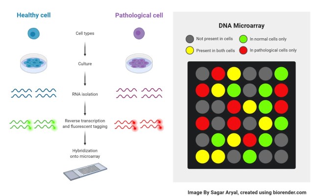 DNA Microarray- Definition, Principle, Procedure, Types