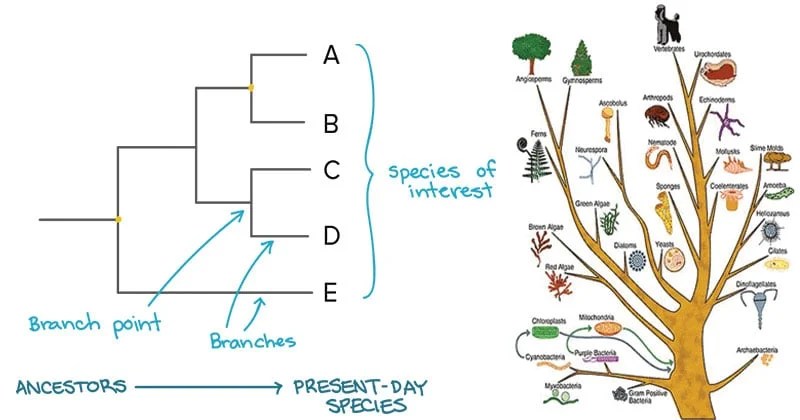Select The Correct Statement About Phylogenetic Trees 48+ Pages Solution in Doc [1.9mb] - Updated 