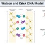 Watson And Crick DNA Model