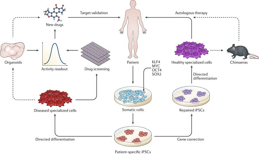 The test (disambiguation) all pages with titles beginning with test; Stem Cells- Definition, Properties, Types, Uses, Challenges