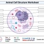 Animal Cell Diagram And Functions