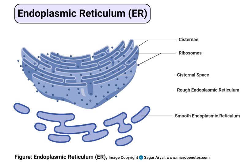 Botany Notes Part 2 Pdf Endoplasmic Reticulum Cell Membrane - Light Background Collection - Mobile Quality