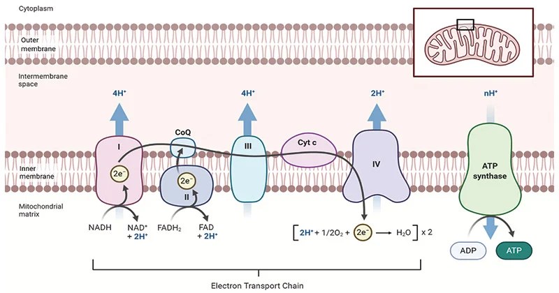 Electron Transport And Atp Synthesis Worksheet 47+ Pages Summary in Doc [1.4mb] - Latest Update 