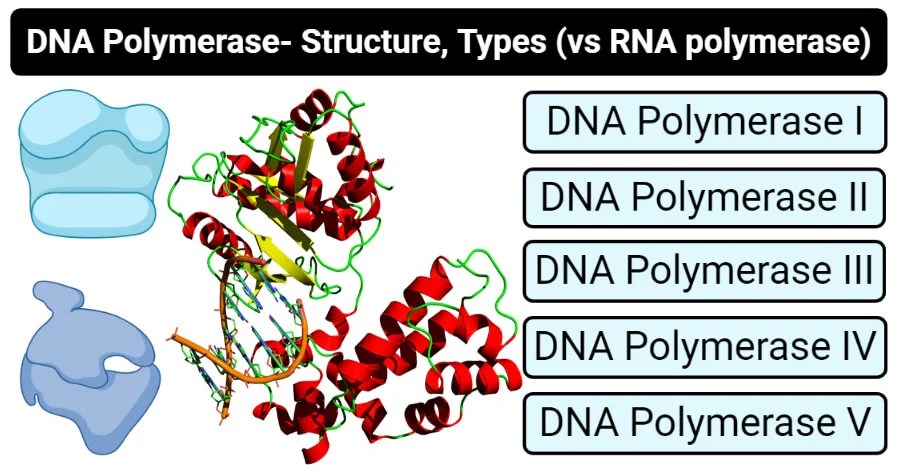 Get all of hollywood.com's best movies lists, news, and more. Dna Polymerase Definition Structure Types Vs Rna Polymerase