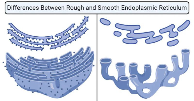 Smooth Vs Rough Endoplasmic Reticulum 6 Key Differences Structure - Best Geometric Images in Mobile