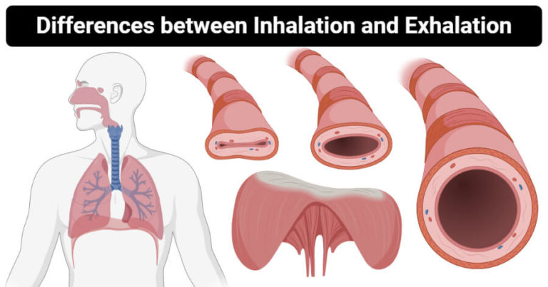 Differentiate Between Inhalation And Exhalation - Minimal Picture Collection - Mobile Quality