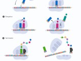 Protein Synthesis 1 A Key Steps Of Protein Synthesis The Two Key