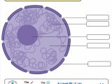 Nucleus Definition Structure Parts Functions Diagram