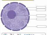 Nucleus Definition Structure Parts Functions Diagram